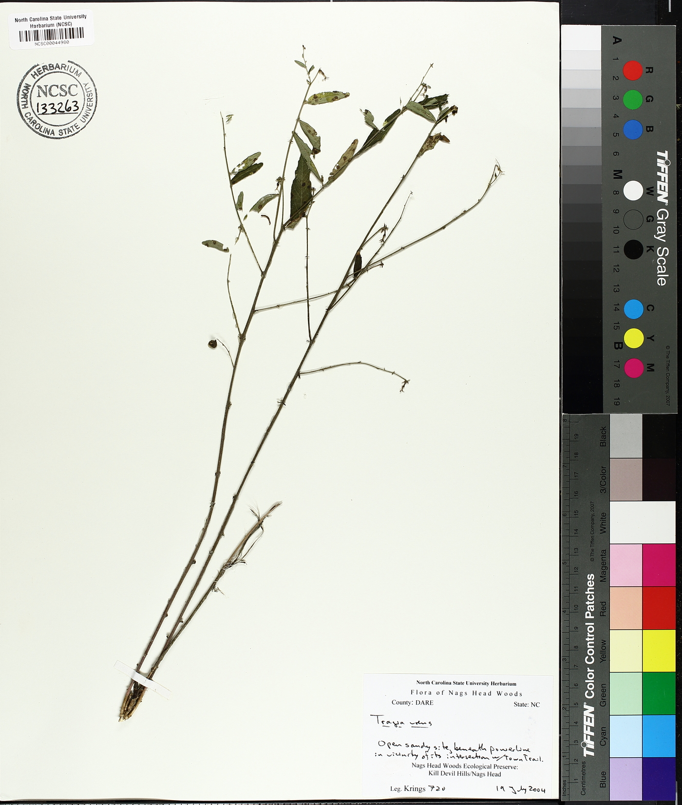 Tragia urens image