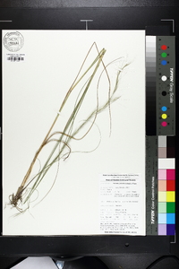 Aristida palustris image