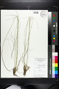 Aristida stricta image