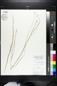 Aristida palustris image