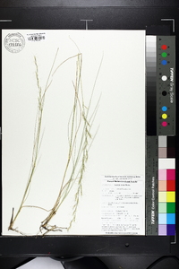 Aristida stricta image