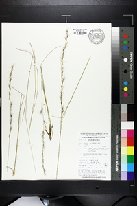 Aristida stricta image