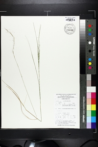 Aristida virgata image