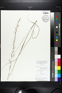 Aristida virgata image