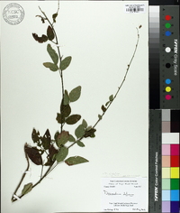 Desmodium glabellum image