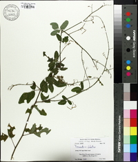 Desmodium glabellum image