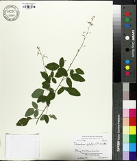 Desmodium glabellum image