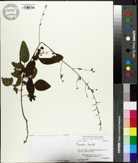 Desmodium fernaldii image