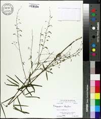 Desmodium strictum image