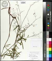 Desmodium strictum image