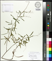 Desmodium strictum image