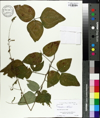 Desmodium viridiflorum image