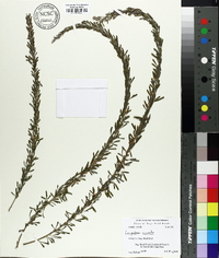 Lespedeza cuneata image