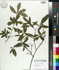 Quercus hemisphaerica image
