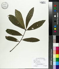 Quercus laurifolia image