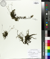 Utricularia gibba image