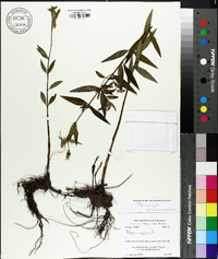 Rhexia nashii image