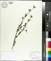 Ludwigia maritima image