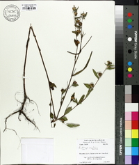 Ludwigia maritima image