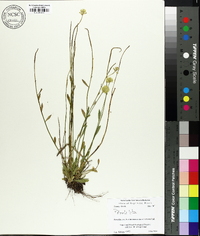 Polygala lutea image