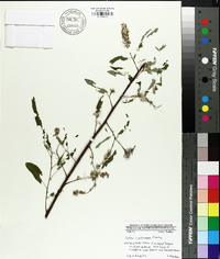 Salix caroliniana image