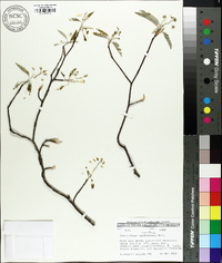 Amelanchier canadensis image