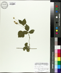 Rubus trivialis image