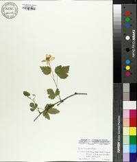 Rubus trivialis image