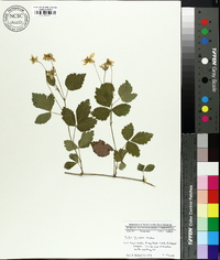 Rubus trivialis image