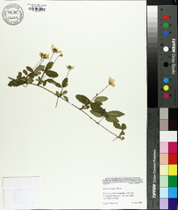 Rubus trivialis image