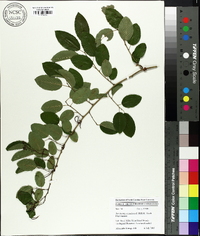 Berchemia scandens image