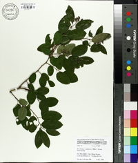 Berchemia scandens image