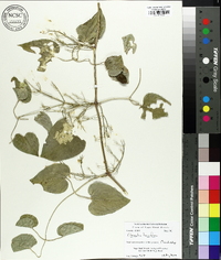 Clematis terniflora image