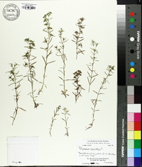 Polypremum procumbens image