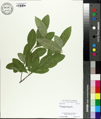 Sideroxylon lycioides image