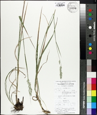 Calamagrostis coarctata image