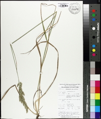 Calamagrostis coarctata image