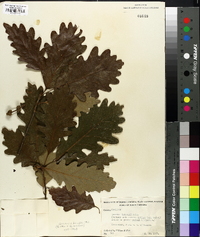 Quercus × beadlei image