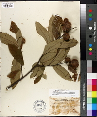 Castanea pumila var. pumila image