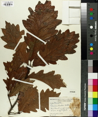 Quercus bicolor image