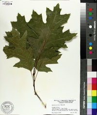 Quercus coccinea image