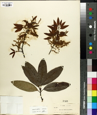 Quercus imbricaria image