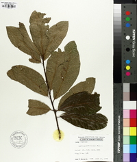 Quercus imbricaria image