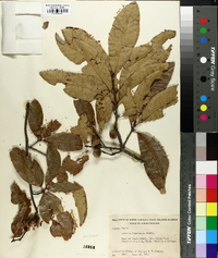 Quercus imbricaria image