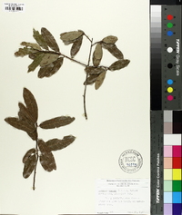 Quercus incana image