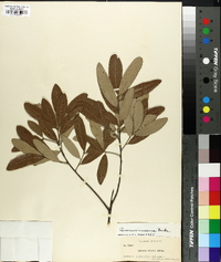 Quercus incana image