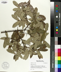 Quercus incana image