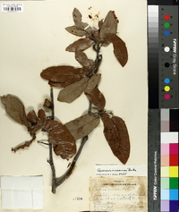 Quercus incana image