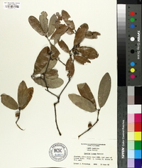 Quercus incana image