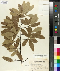 Quercus incana image